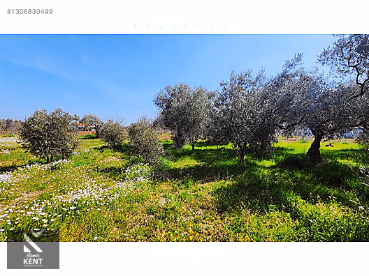 Kemalpaşa Ören Satılık Zeytinlik 1.230 m2 - İZMİR KEMALPAŞA fotoğraf 45