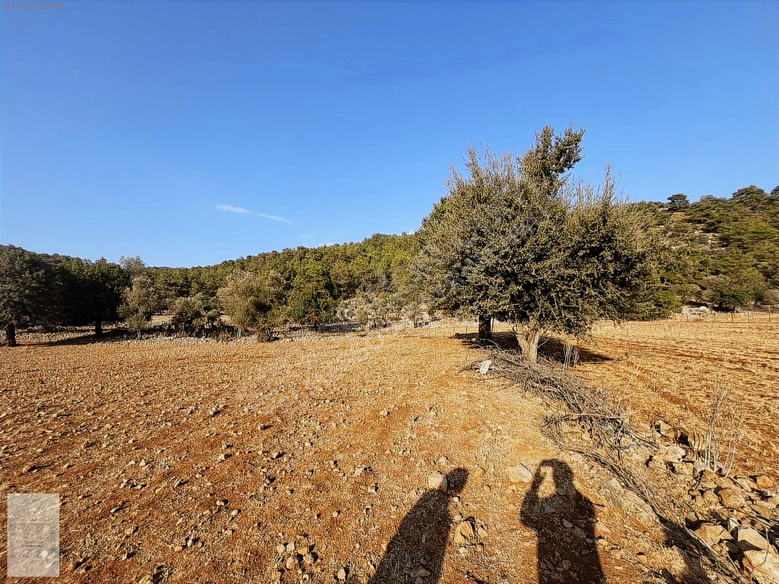 KAYAKÖYDE SATILIK RIZAİ TAKSİMLİ YATIRIMLIK 5300 m2 TARLA - MUĞLA FETHİYE fotoğraf 5