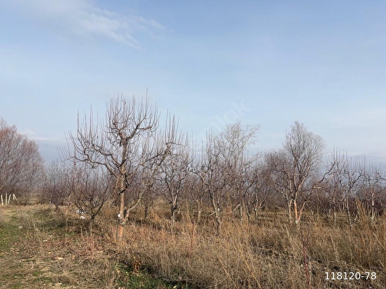 Kaçırılmayacak ,bahçemiz, mehveleri yeter - AMASYA SULUOVA fotoğraf 2