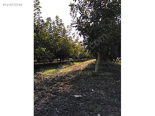 BURSA KARACABEY SUBAŞI KÖYÜNDE 6.000  M² TARLA SATILIKTIR - BURSA KARACABEY fotoğraf 6