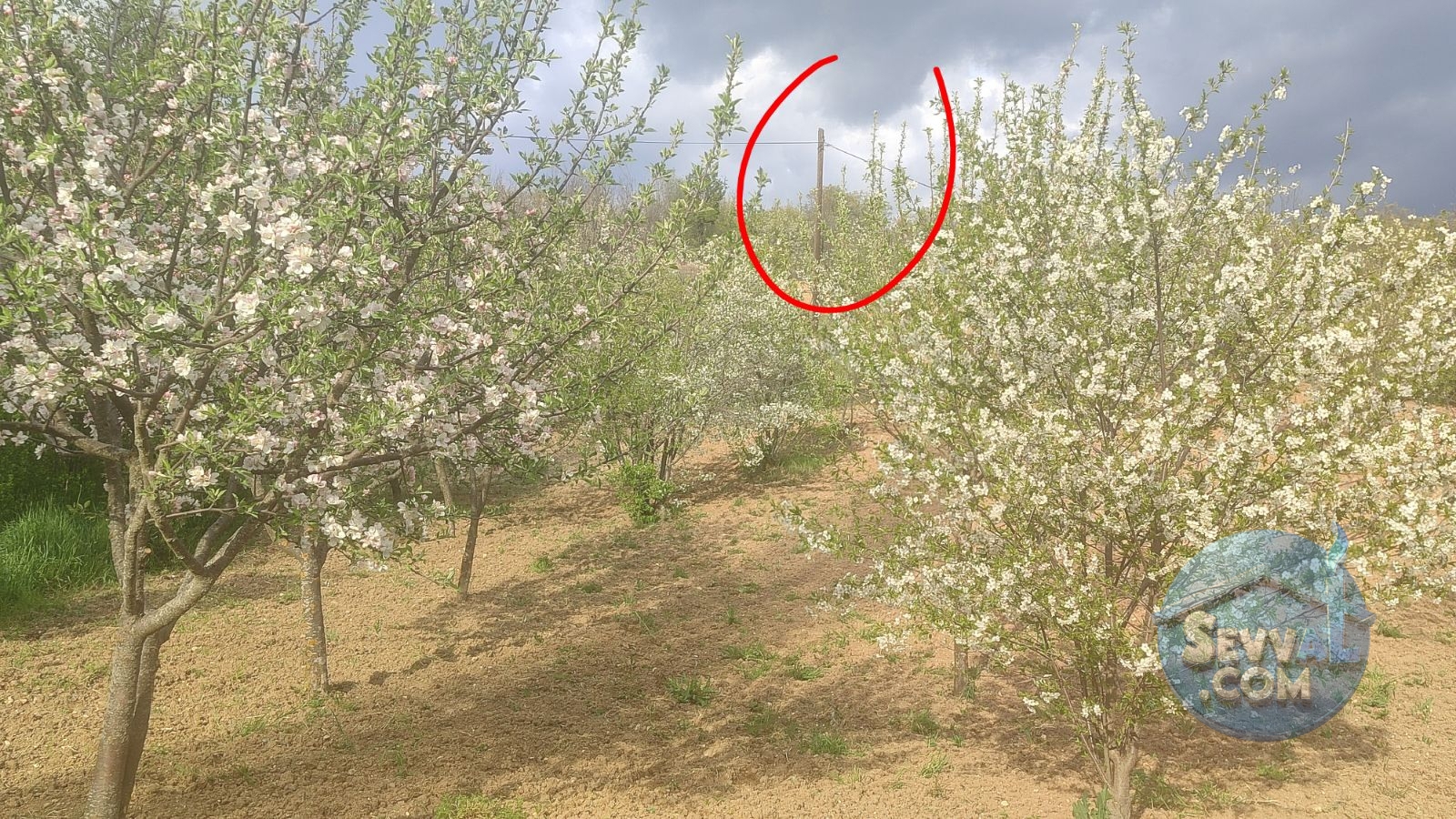 Satılık 579m² Meyve Bahçesi (Kütahya/Şaphane Karaağıl Mah.) - Kütahya Şaphane fotoğraf 9