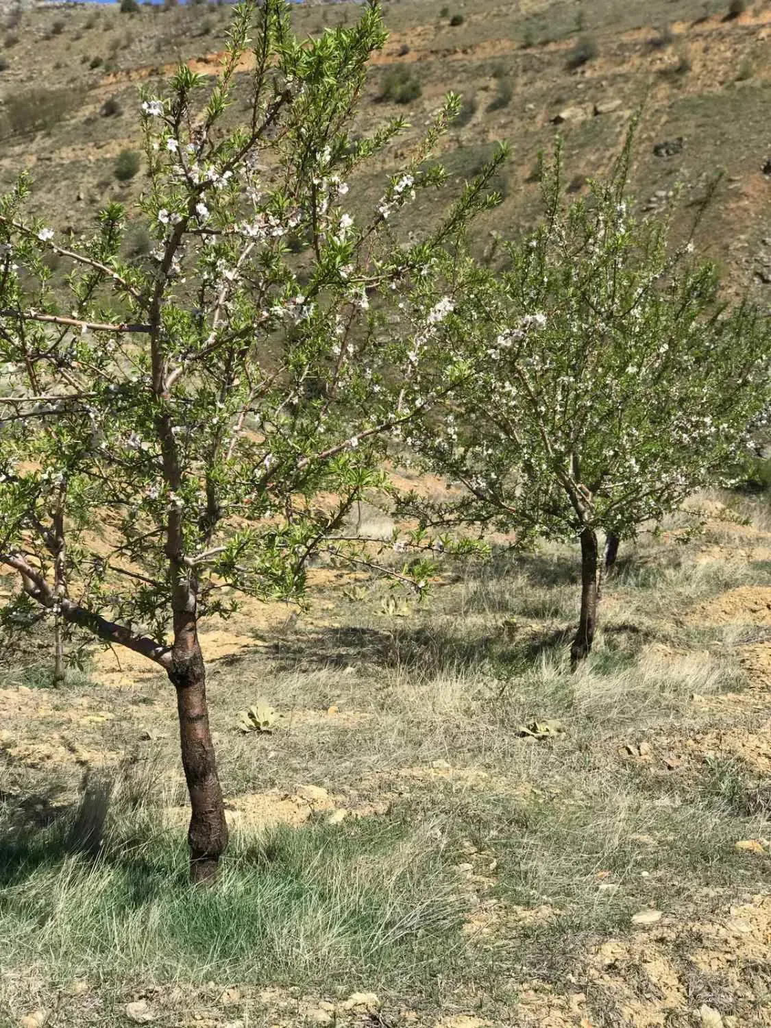 YEŞİLYURT KOZLUKTA BADEMLİK FIRSAT TARLA - MALATYA YEŞİLYURT fotoğraf 3