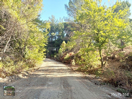 BERGAMA KOZAK YAYLASI YUKARIBEY MAH DE 5625 m2 FISTIKLIK - İZMİR BERGAMA fotoğraf 11