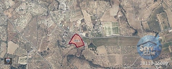 ŞEHIR MERKEZINE YAKIN 11.268 M² SATILIK ZEYTINLIK - AYDIN KUŞADASI fotoğraf 13