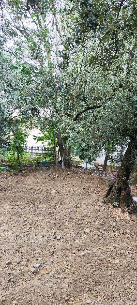 BURSA MUDANYA AKKÖY KÖYÜNDE 2.985 M² ZEYTİNLİK SATILIKTIR. - BURSA MUDANYA fotoğraf 9