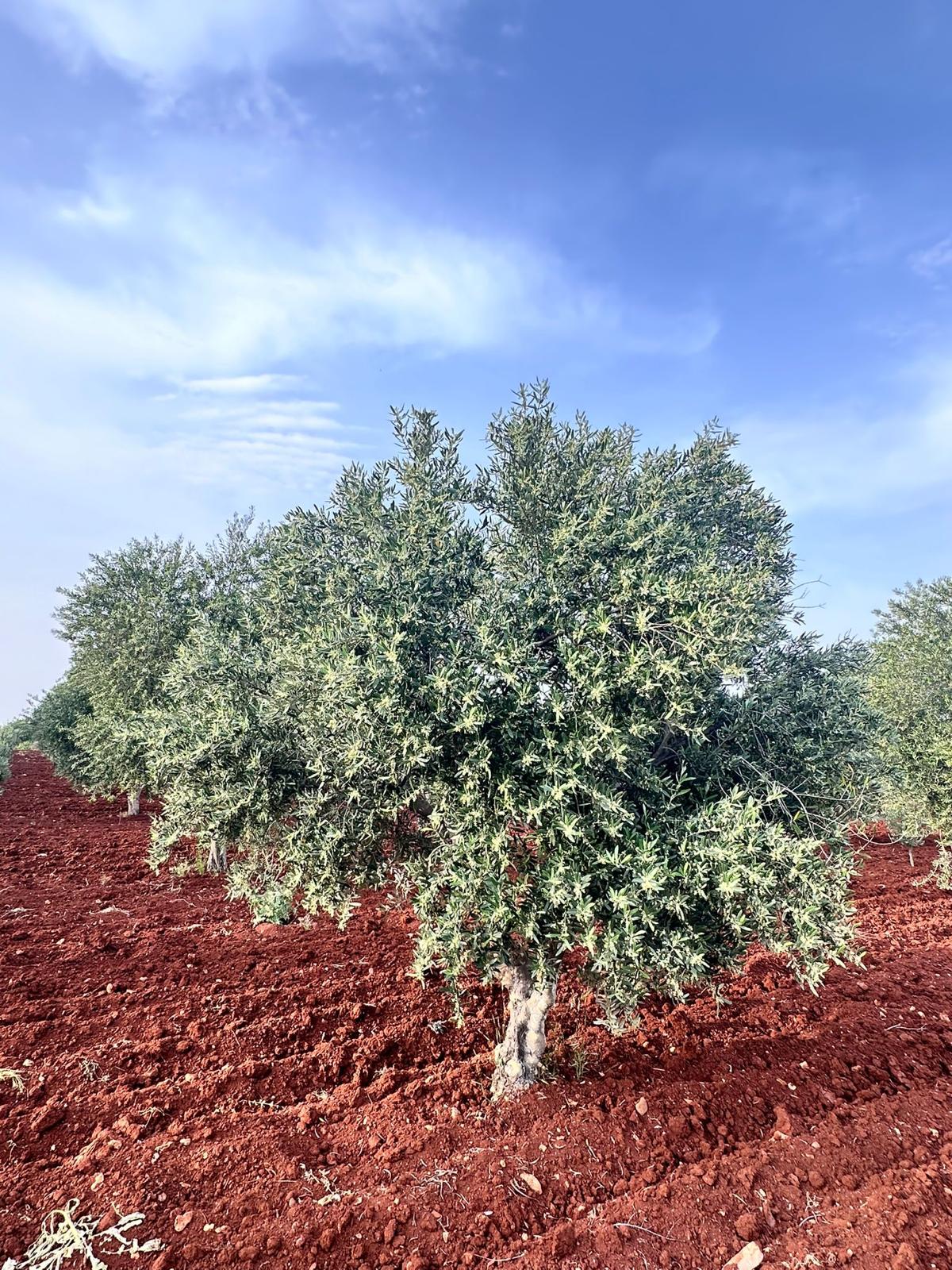 SATILIK 150 AĞAÇ ZEYTİNLİK  - KİLİS MERKEZ fotoğraf 11