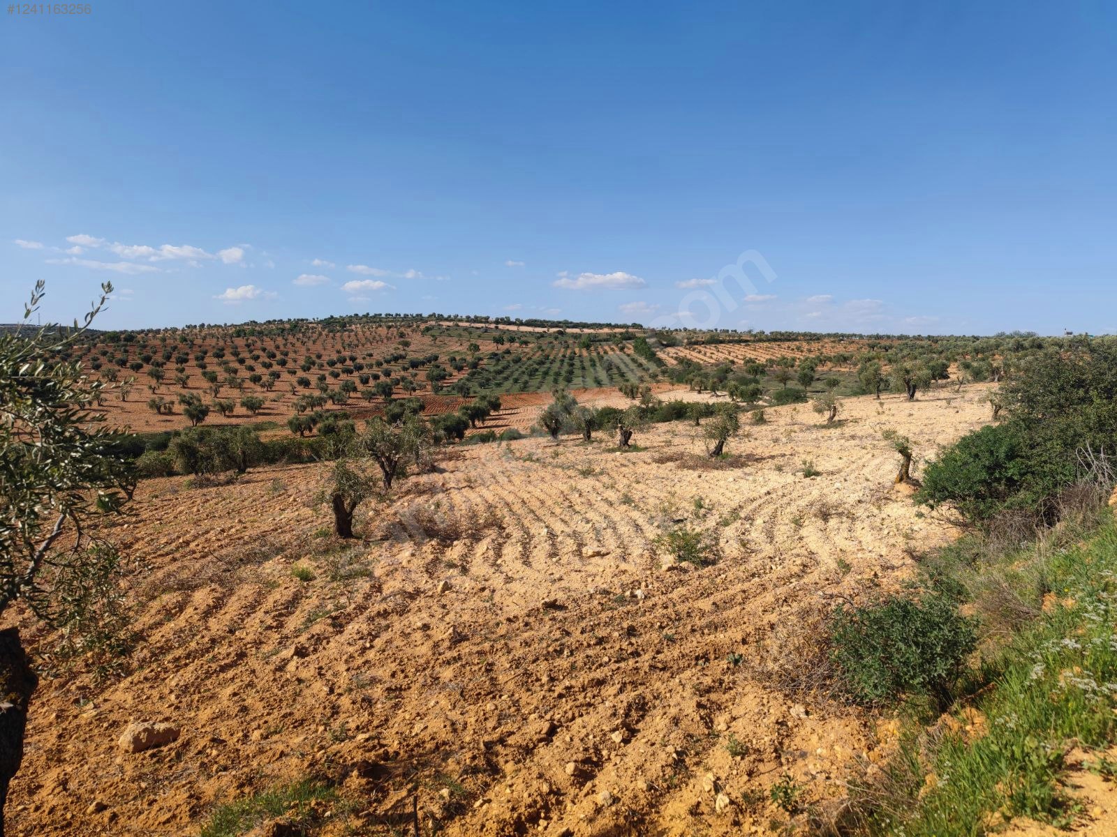 PUSULA EMLAKTAN 6.5 DÖNÜM 178 AĞAÇ ZEYTİN YOLU VAR SONTAJ İZİNLİ - KİLİS MERKEZ fotoğraf 4