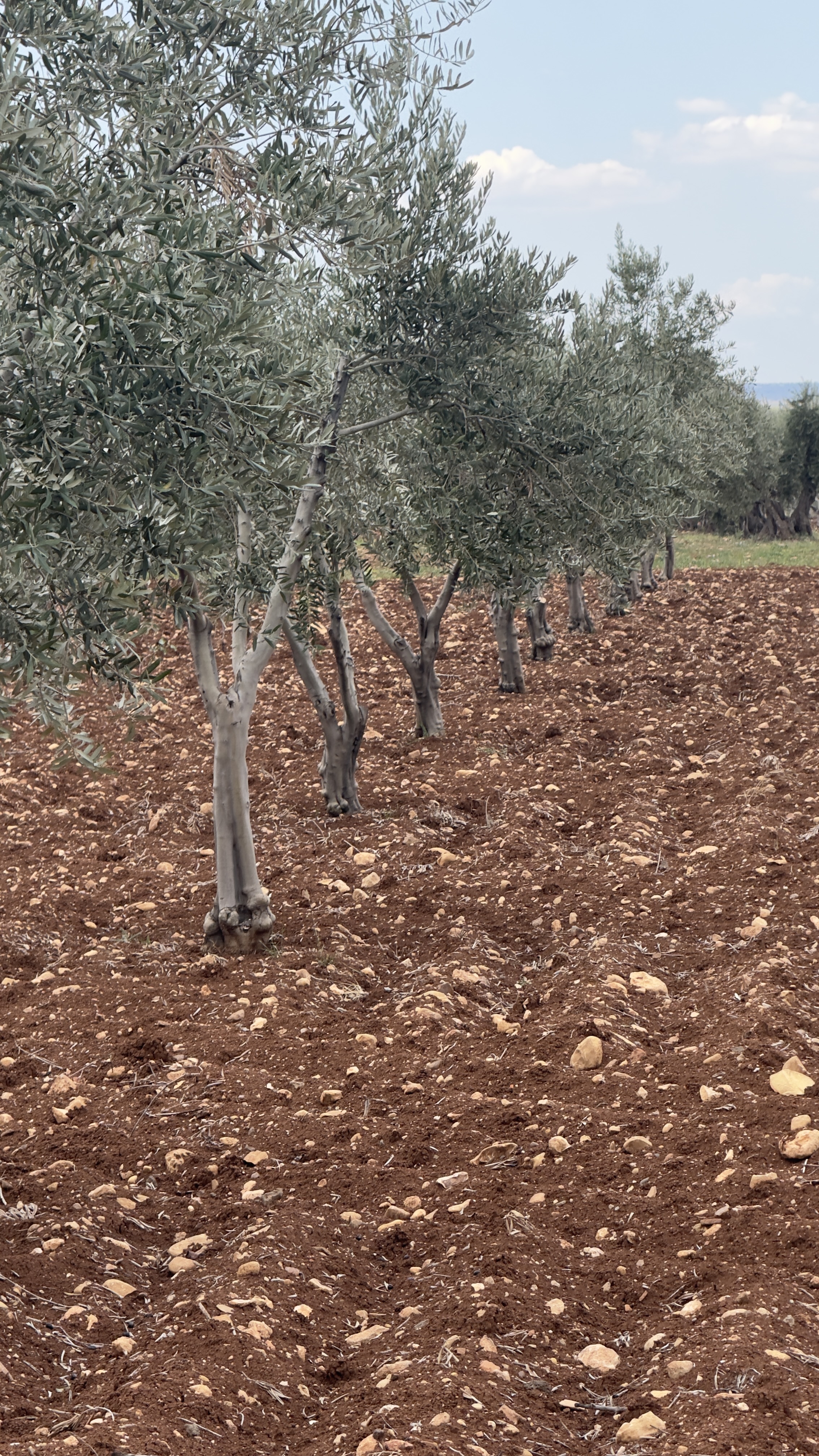 ÖZGÜRoğluEMLAK,tan SATILIK ZEYTİNLİK  - KİLİS MERKEZ fotoğraf 16