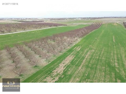 ÇAYIRKÖYDE SATILIK SULU BAKIMLI KAYISI BAHÇESİ - MALATYA YEŞİLYURT fotoğraf 2