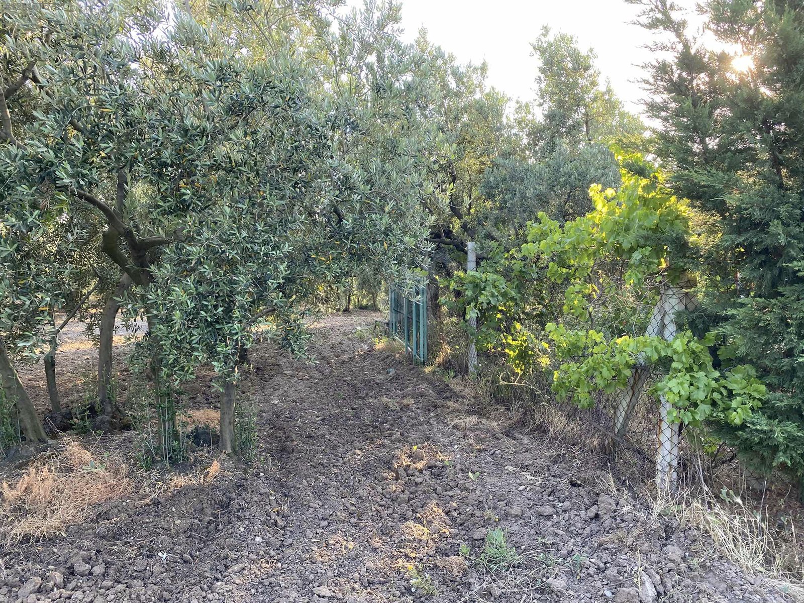 BURSA MUDANYA DEREKÖY KÖYÜNDE 3.673 M² ZETİNLİK SATILIKTIR. - BURSA MUDANYA fotoğraf 17