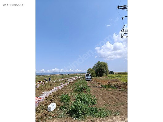 BURSA KARACABEY ÇAVUŞ KÖYÜNDE  3.000  M² TARLA SATILIKTIR - BURSA KARACABEY fotoğraf 3