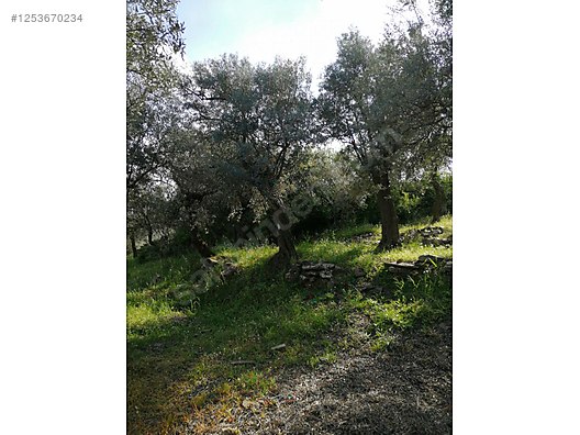 İZMİR BAYINDIR KIZILOVA  KÖYÜNDE 182  M² ZEYTİNLİK  SATILIKTIR - İZMİR BAYINDIR fotoğraf 14