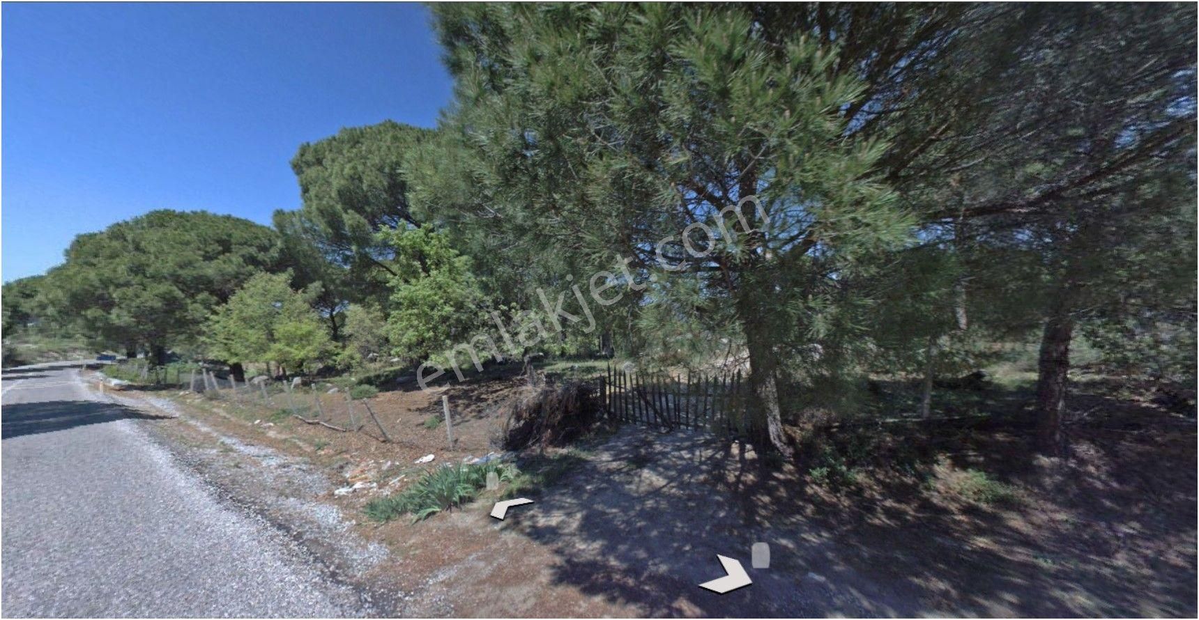 Bergama Kozak Bölgesi Aşağıbey Köyü Anayol Cepheli Satılık Fıstıklık - İZMİR BERGAMA fotoğraf 3