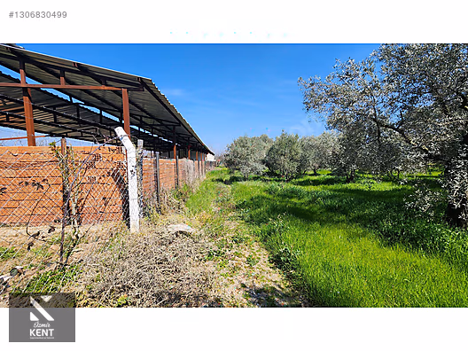 Kemalpaşa Ören Satılık Zeytinlik 1.230 m2 - İZMİR KEMALPAŞA fotoğraf 22