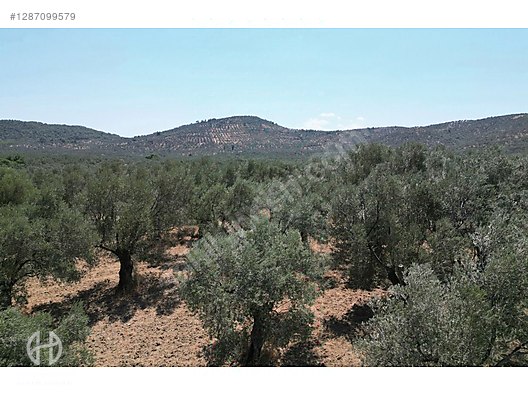 HAS EMLAK tan EGE nin İNCİSİ PELİTKÖY DE ZEYTİNLİK - BALIKESİR BURHANİYE fotoğraf 23