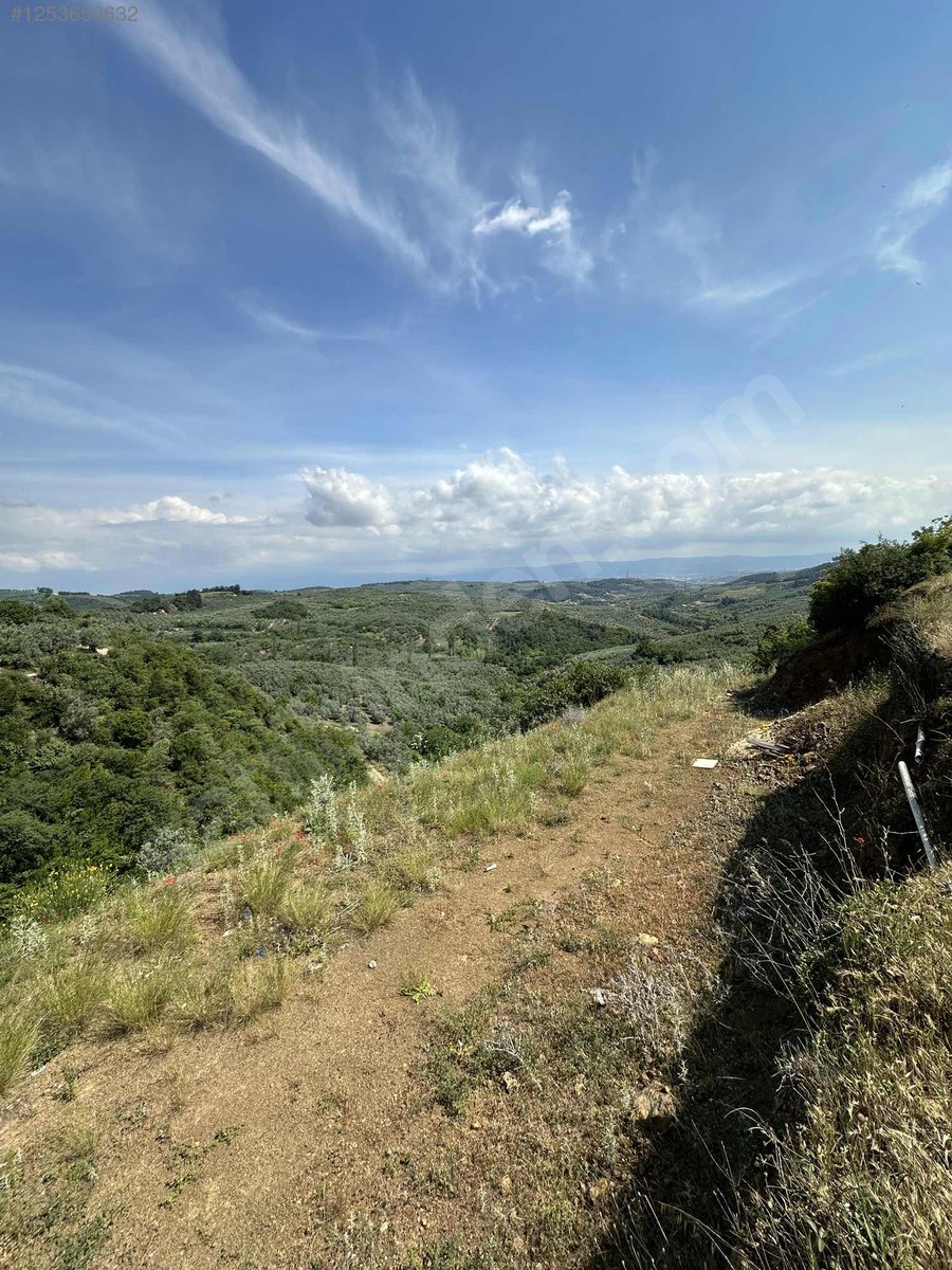 BURSA MUDANYA MİRZAOBA KÖYÜNDE 998 M²  ZEYTİNLİK SATILIKTIR - BURSA MUDANYA fotoğraf 8