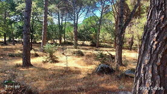 BERGAMA KOZAK YAYLASI YUKARIBEY MAH DE 6800 M2 FISTIKLIK - İZMİR BERGAMA fotoğraf 2