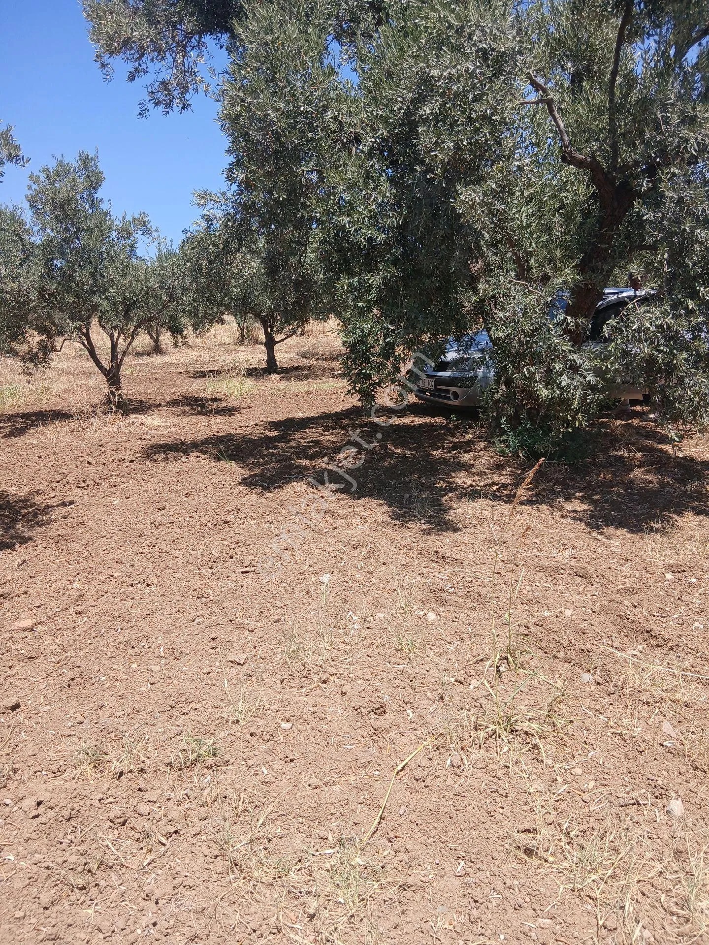 İzmir Torbalı Yazıbaşında 3.800m2 Zeytinlik Satılık - İZMİR TORBALI fotoğraf 13
