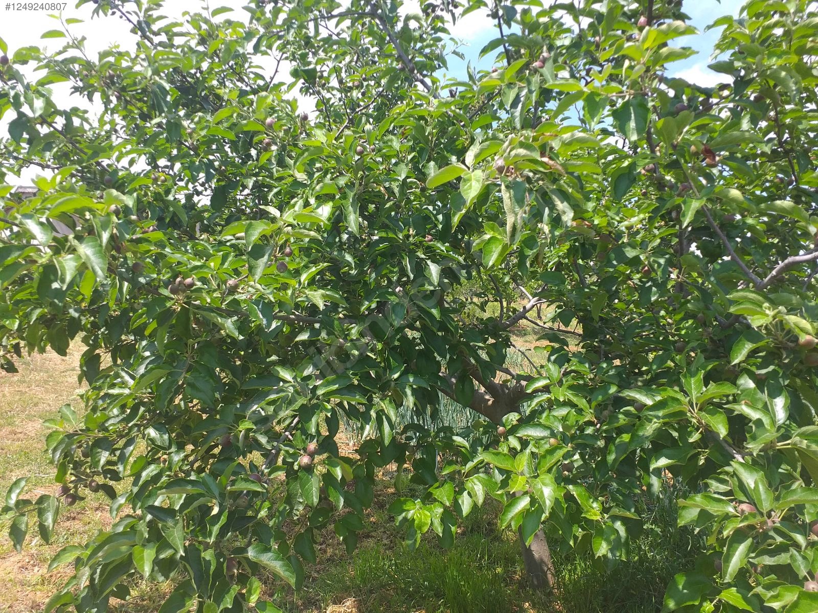 BURSA KARACABEY KARAKOCA KÖYÜNDE 2.000  M² TARLA SATILIKTIR - BURSA KARACABEY fotoğraf 16