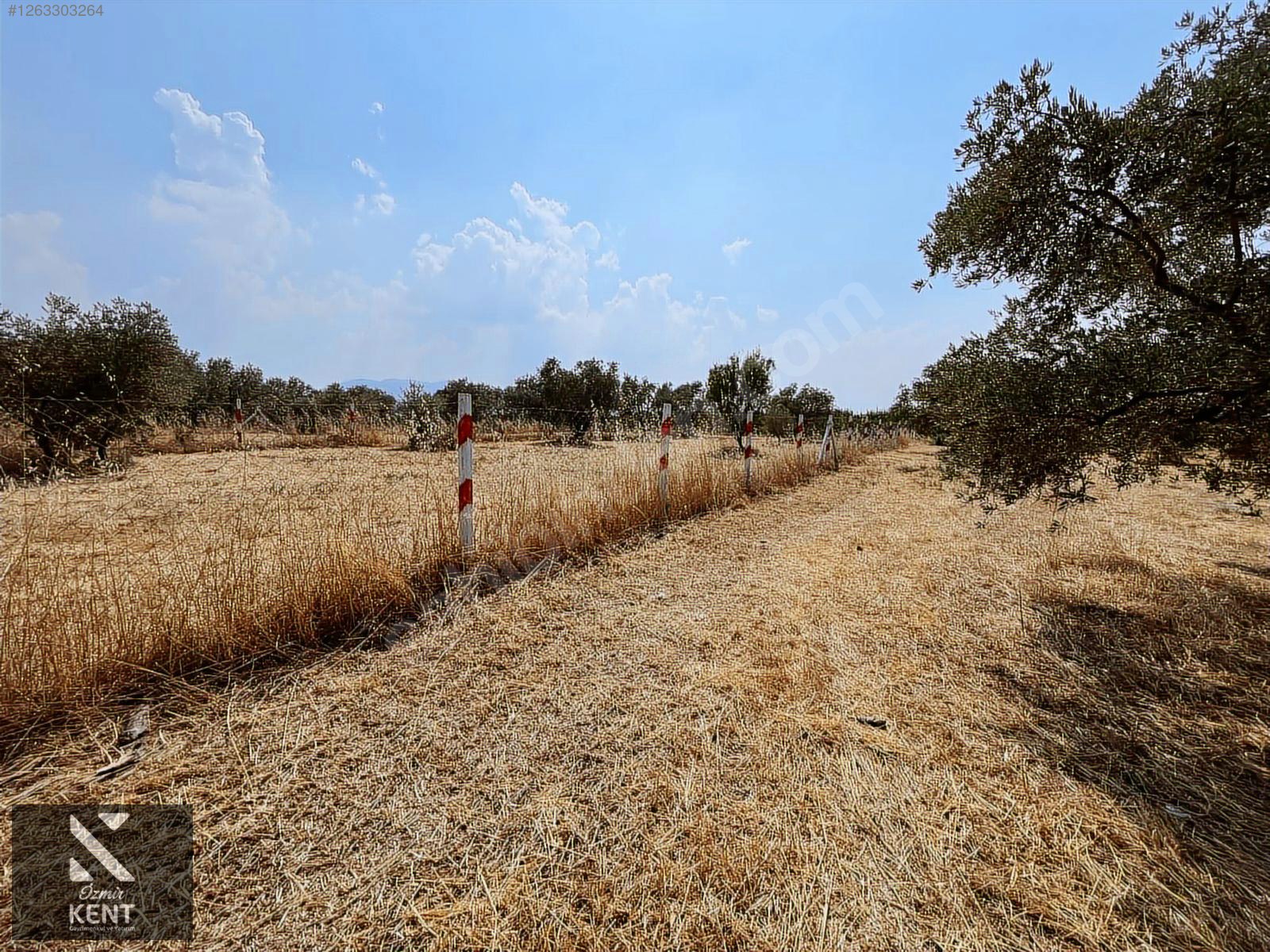Kemalpaşa Bağyurdu Satılık 5650 m2 Bahçe - İZMİR KEMALPAŞA fotoğraf 18