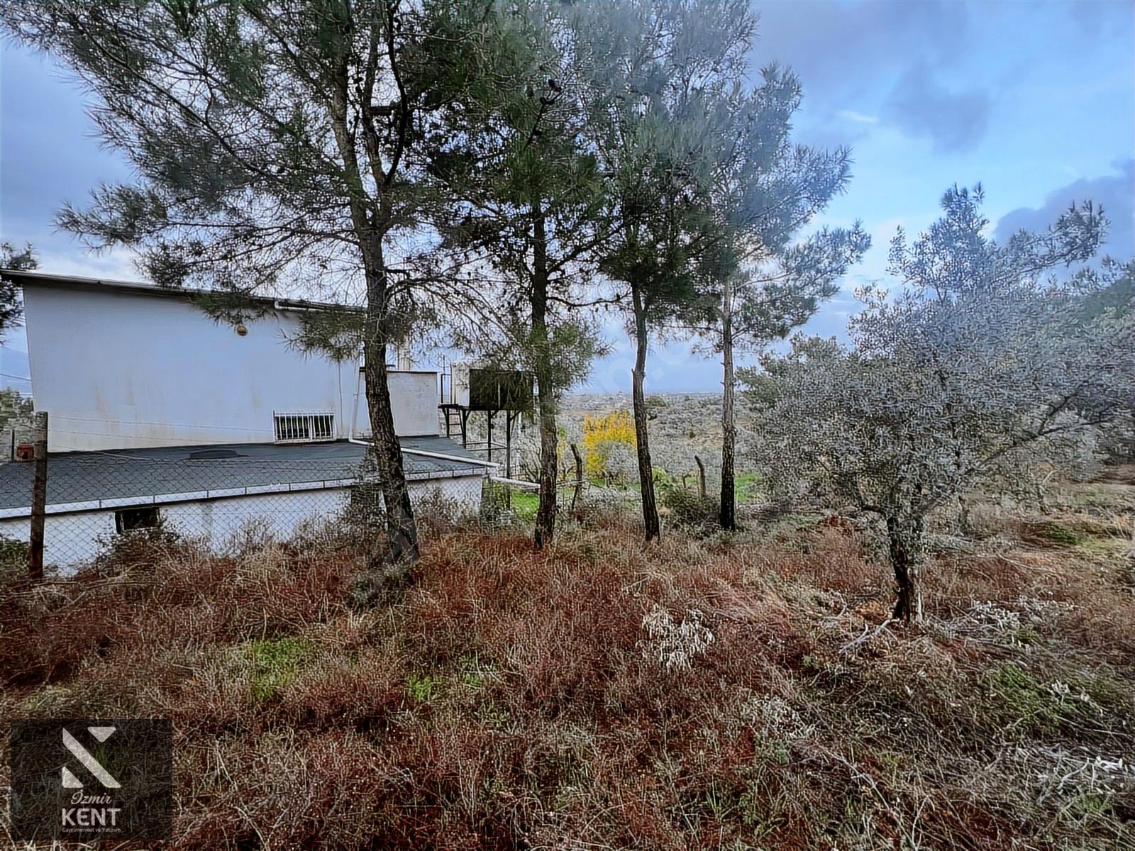 Kemalpaşa Armutlu Hürriyet Mah. Satılık 1.950 m2 Bahçe - İZMİR KEMALPAŞA fotoğraf 40