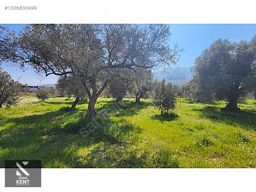 Kemalpaşa Ören Satılık Zeytinlik 1.230 m2 - İZMİR KEMALPAŞA fotoğraf 47