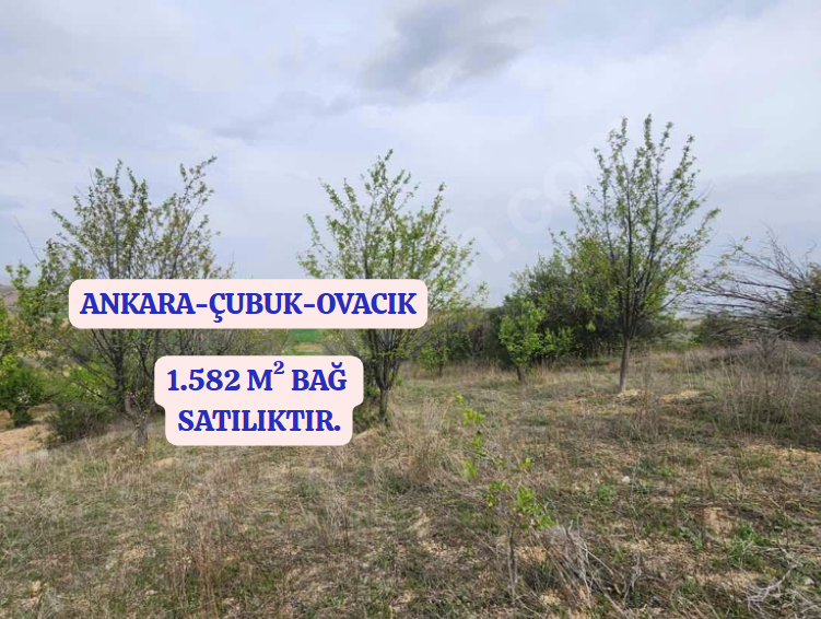 ANKARA ÇUBUK OVACIK KÖYÜNDE  1.582 M²  BAĞ SATILIKTIR. - ANKARA ÇUBUK fotoğraf 2