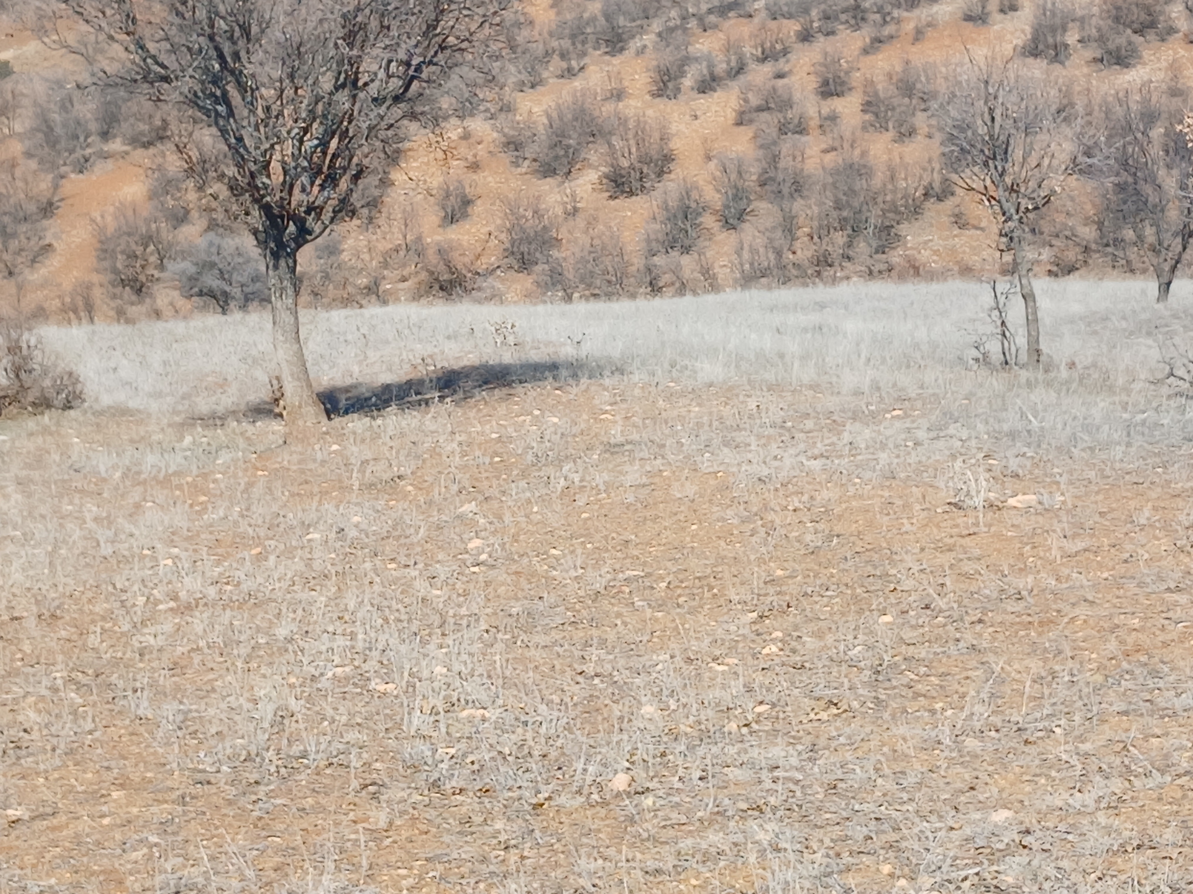 KONYA GÜNEYSINIR KAYAAĞZI KÖYÜNDE 2.225M² TARLAMIZ SATILIKTIR - KONYA GÜNEYSINIR fotoğraf 4