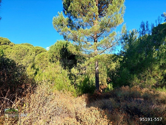 BERGAMA KOZAK YAYLASI YUKARIBEY MAH DE 7850 m2 FISTIKLIK - İZMİR BERGAMA fotoğraf 5