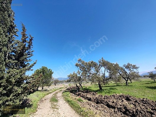 HAVRAN MESCİT MAHALLESİ OTOYOLA YAKIN 10 DÖNÜM SATIILIK ZEYTİNLİ - BALIKESİR HAVRAN fotoğraf 26
