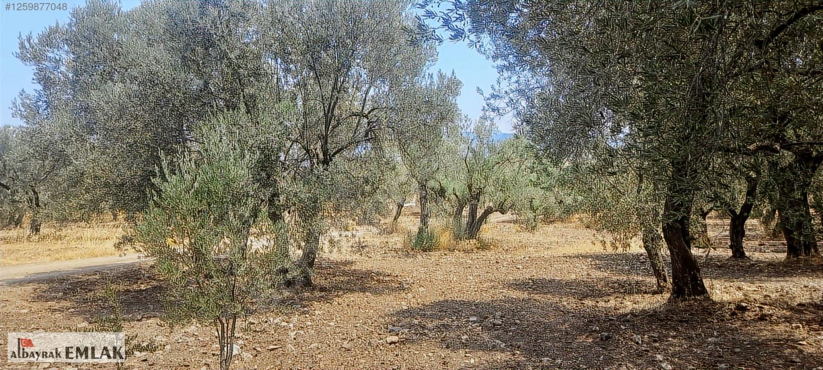 MANİSA SARUHANLI DA SATILIK 3.800 M2 BAKIMLI ZEYTİNLİK 1.280.000 - MANİSA SARUHANLI fotoğraf 6