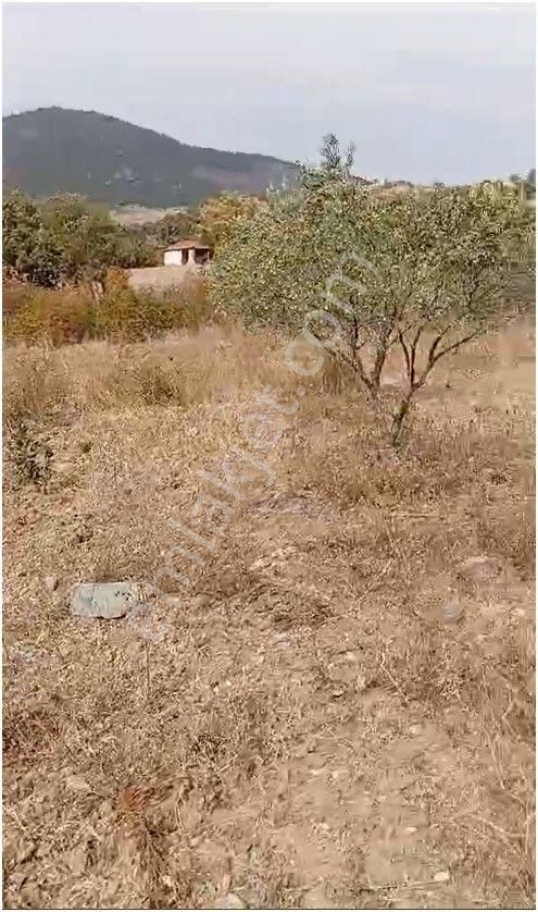 Bergama Tırmanlar Köyünde Satılık Zeytinlik - İZMİR BERGAMA fotoğraf 5
