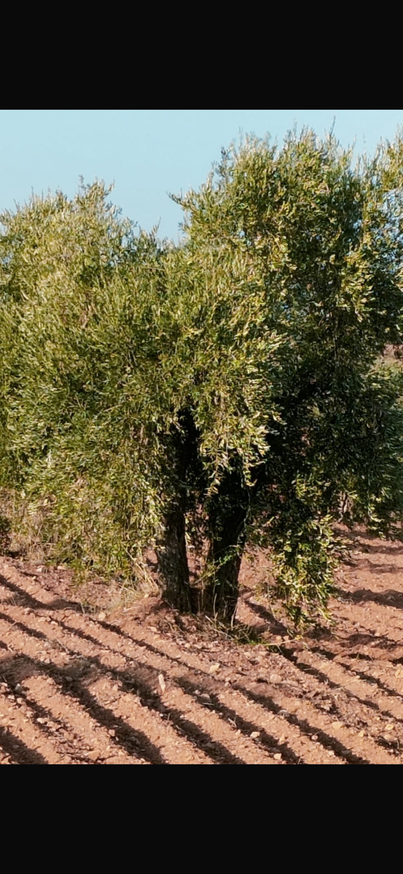ÖZGÜRoğlu EMLAK,tan SATILIK KİLİS ZEYTİNİ - KİLİS MERKEZ fotoğraf 3