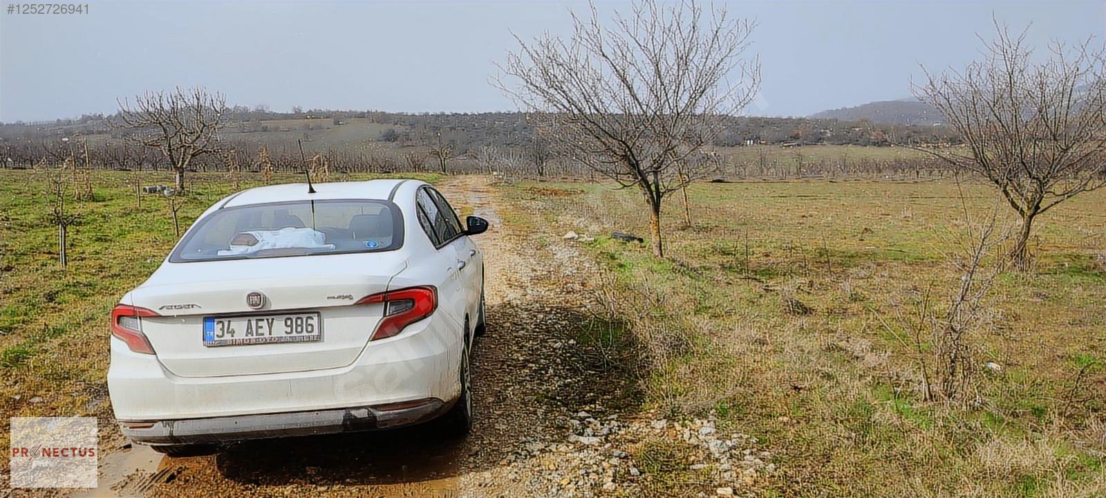 İZNİK MAHMUDİYE'DE RESMİ YOLA CEPHE SATILIK 1147M2 ERİK BAHÇESİ - BURSA İZNİK fotoğraf 3