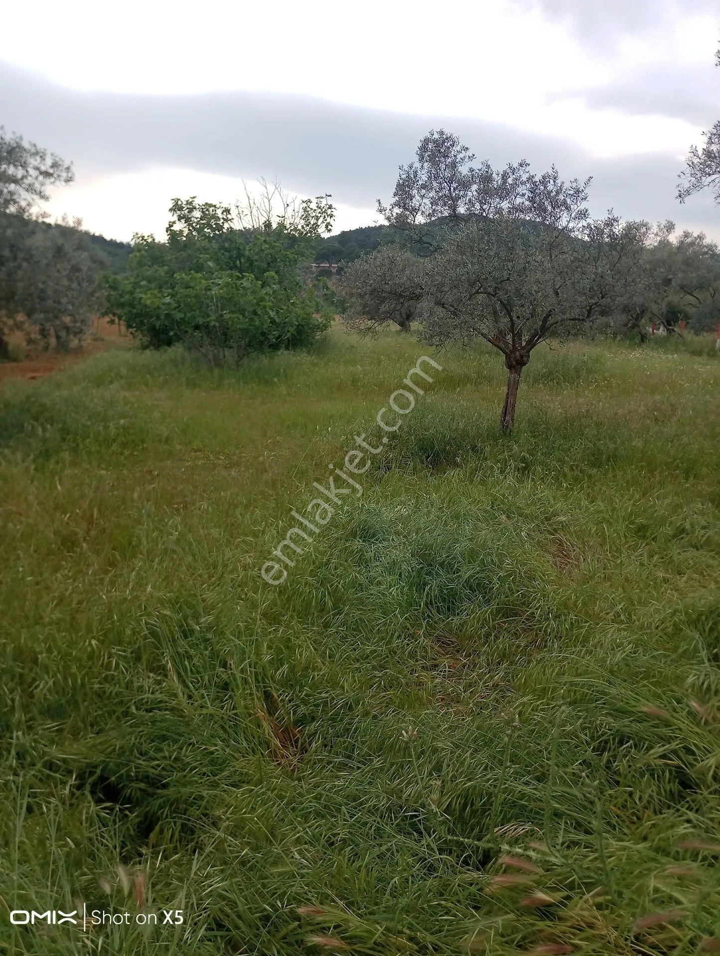 İzmir Torbalı Orman Köyde 2 Dönüm Dümdüz Zeytinlik Satılık - İZMİR TORBALI fotoğraf 12