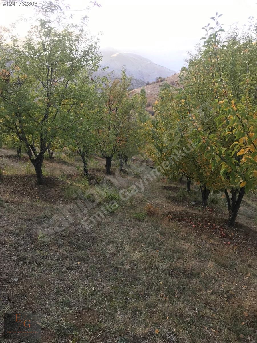 EMTİA'DAN KOZLUK'TA 2 DÖNÜM VİŞNE BAHÇESİ - MALATYA YEŞİLYURT fotoğraf 4