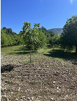 BURSA KELEŞ IDENİZLER 1.450  M²  TARLA  SATILIKTIR. - BURSA KELES fotoğraf 11