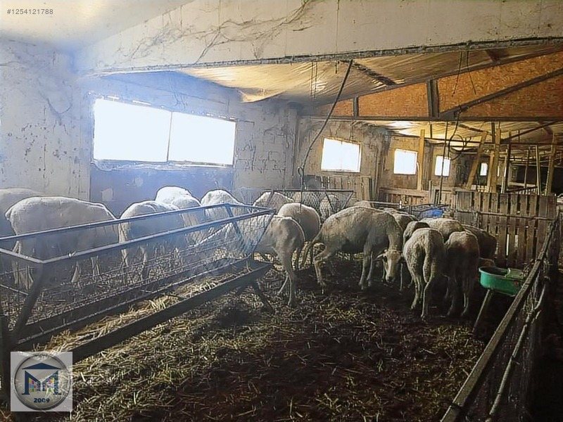 EDREMİT ÇIKRIKÇI KÖYÜNE YAKIN 3000 M2 KÖŞE SATILIK BAHÇE - BALIKESİR EDREMİT fotoğraf 10