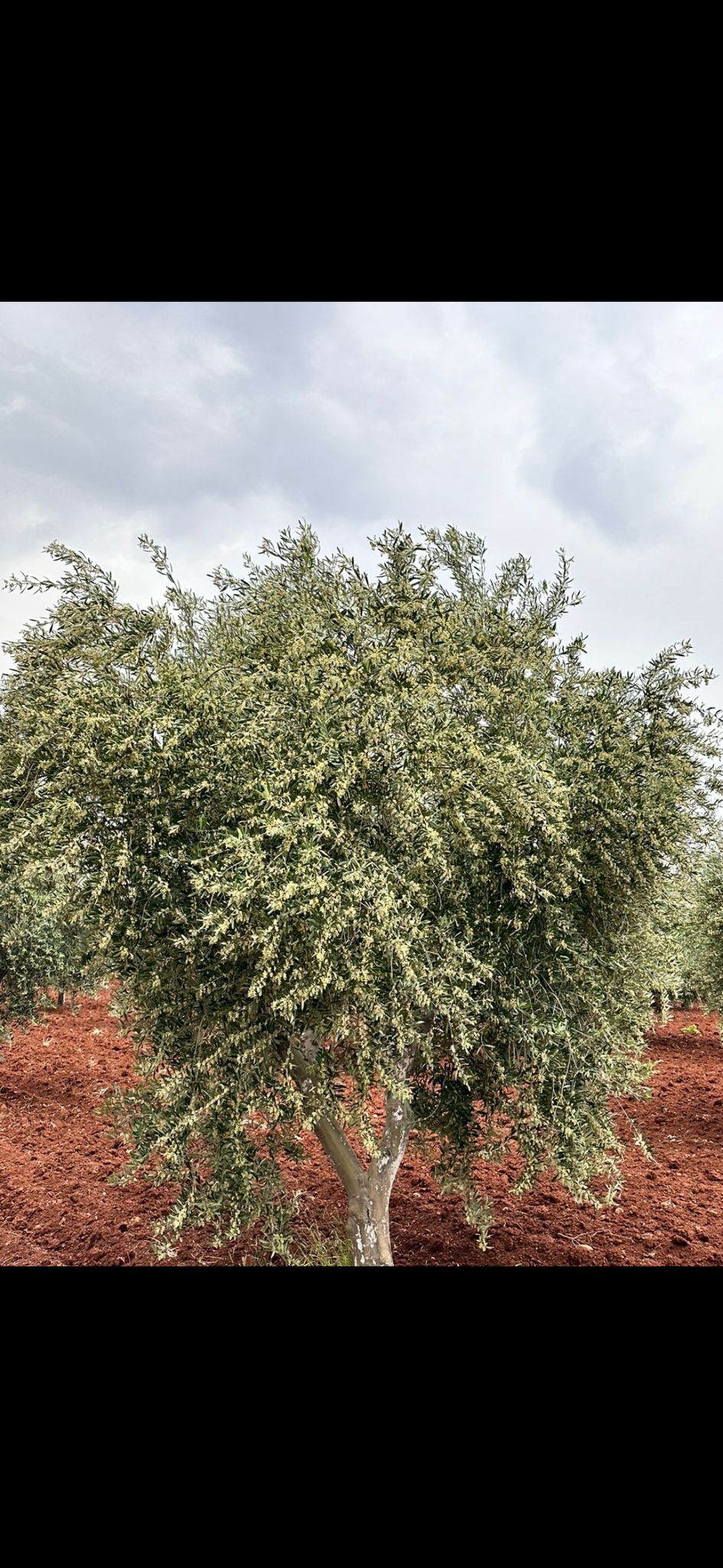 SATILIK 150 AĞAÇ ZEYTİNLİK  - KİLİS MERKEZ fotoğraf 9