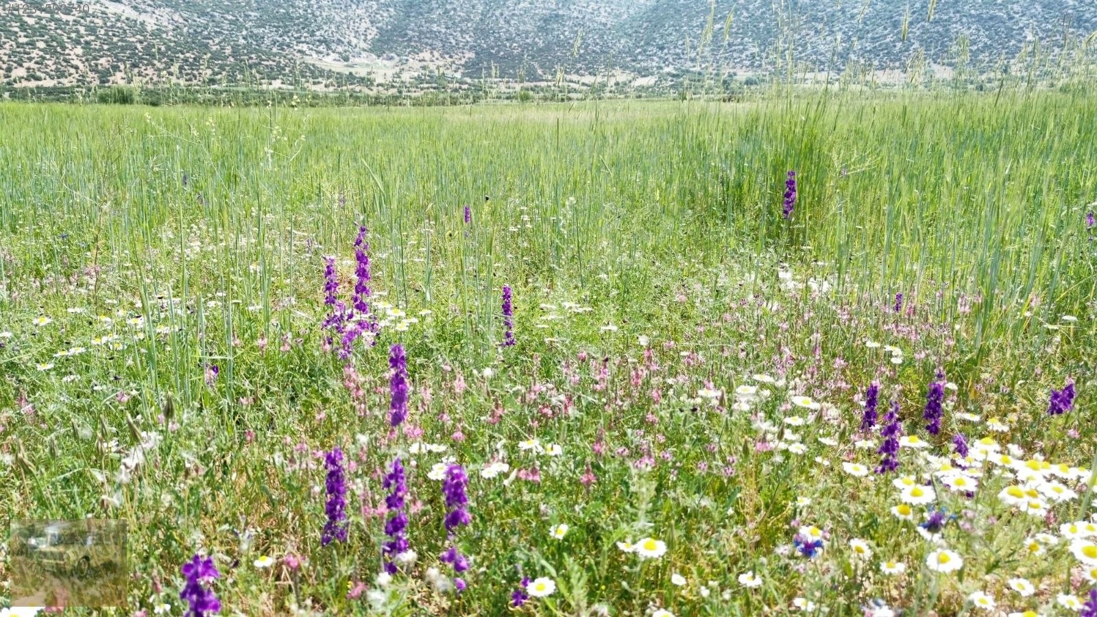 acil satilik!Yazıra datköye komşu imecikte;669m tek tapu yerimiz - ANTALYA KORKUTELİ fotoğraf 2