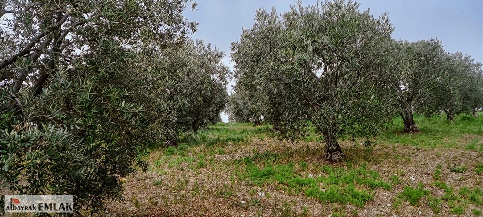 AKHİSAR RAHMİYE DE KÖYE YAKIN 3.DÖNÜM ZEYTİNLİK 1.500.000 TL - MANİSA AKHİSAR fotoğraf 7