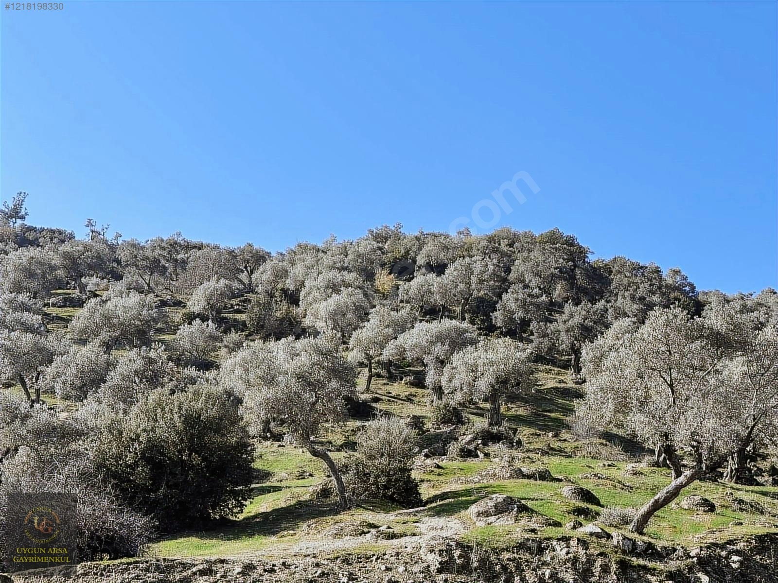 AYDIN KARPUZLU MERKEZ'DE 21.050 M2 ANA YOLA CEPHE ZEYTİNLİK - AYDIN KARPUZLU fotoğraf 2