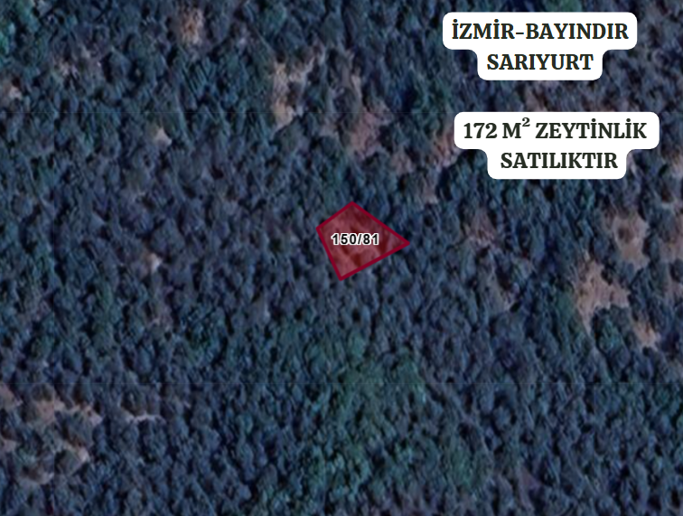 İZMİR BAYINDIR SARIYURT  KÖYÜNDE 172 M² ZEYTİNLİK  SATILIKTIR - İZMİR BAYINDIR fotoğraf 2