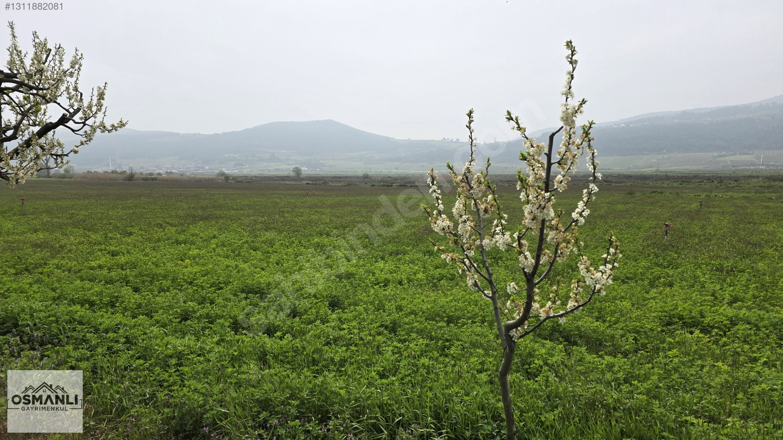 YEŞİLÇİMEN'DE SUYU YOLU OLAN ÇİFTLİK ARAZİSİ - BİLECİK OSMANELİ fotoğraf 9