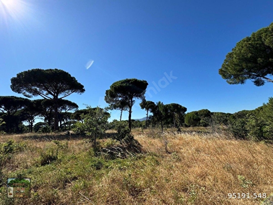 BERGAMA KOZAK YAYLASI YUKARIBEY MAH DE 13300 m2 FISTIKLIK - İZMİR BERGAMA fotoğraf 9