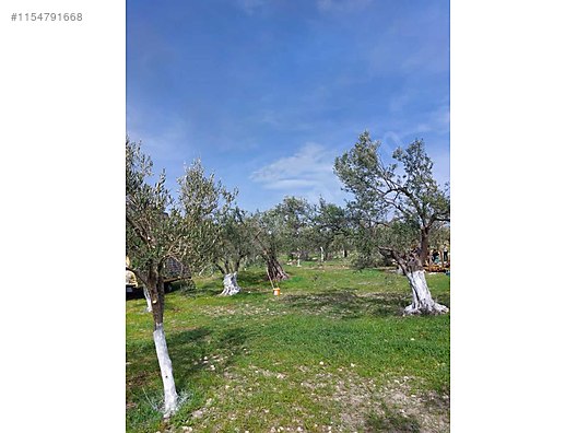 Yenişakran yola yakın fırsat zeytinlik TEL ÖRGÜLÜ BUNGALOV EV. - İZMİR ALİAĞA fotoğraf 20