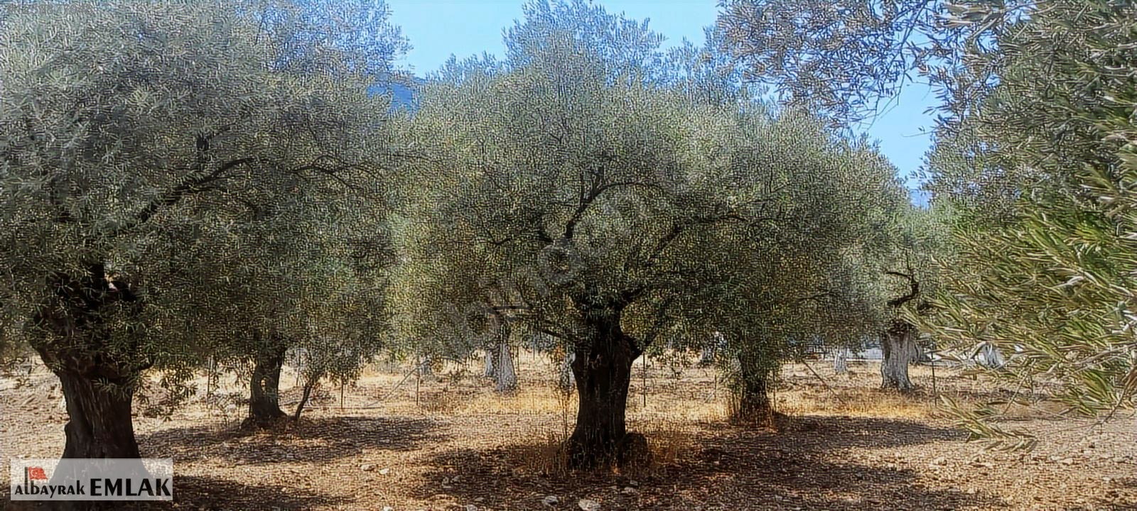 MANİSA SARUHANLI DA SATILIK 3.800 M2 BAKIMLI ZEYTİNLİK 1.280.000 - MANİSA SARUHANLI fotoğraf 4