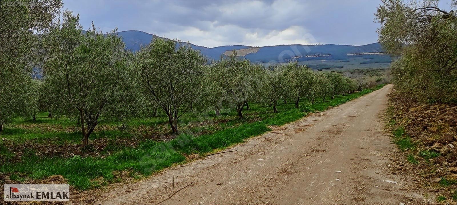 AKHİSAR SAKARKAYA DA SATILIK 18.000 M2 ZEYTİNLİK 6.330.000 TL - MANİSA AKHİSAR fotoğraf 10