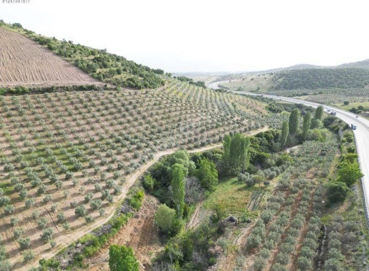 93.500m² Zeytinlik Çok Cazip Fıyata Satılıktır - İZMİR KEMALPAŞA fotoğraf 6