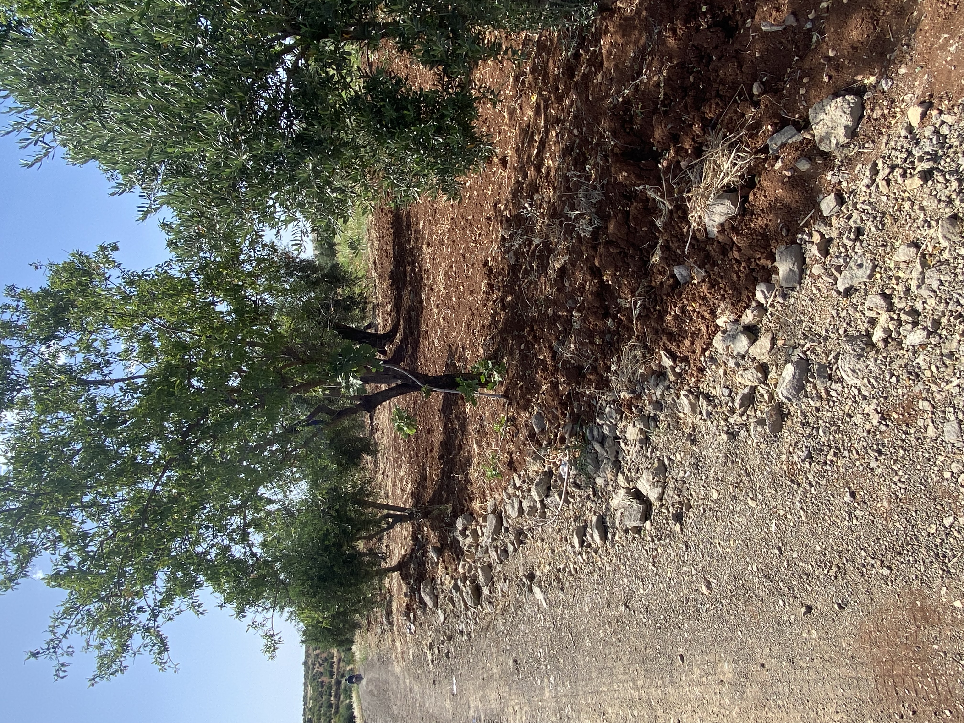 SATILIK 150 AĞAÇ ZEYTİNLİK  - KİLİS MERKEZ fotoğraf 27